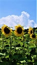 Sunflower Sentinels Vertical