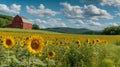 Sunflower Serenade in the Countryside./n Royalty Free Stock Photo