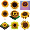 Sunflower set Low poly concept on white background