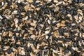 Sunflower shell seen from above. Pile of sunflower seed shells for texture or background