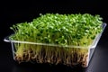 Sunflower shoots box. Generate Ai Royalty Free Stock Photo