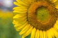 Sunflower shoots near