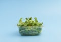 Sunflower shoots and sprouts in a plastic box on an empty background isolate. Green microgreen salad for eating. Healthy