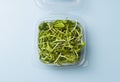 Sunflower shoots and sprouts in a plastic box on an empty background isolate. Green microgreen salad for eating. Healthy