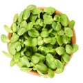 Sunflower shoots in wooden bowl Royalty Free Stock Photo