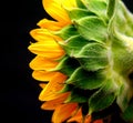 Sunflower Side View Royalty Free Stock Photo