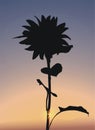 Sunflower silhouette