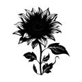 Sunflower silhouette. Floral drawing, black and white flower illustration. Vector illustration on white isolated background. Good Royalty Free Stock Photo