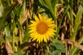 Sunflower, single bloom in a field of flowers background