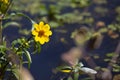 Single Sunflower Blooming Over Open Water During Autumn