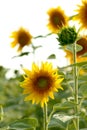 Sunflower single flower closeup Royalty Free Stock Photo