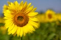 Sunflower single giant