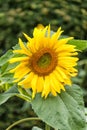 Sunflower Royalty Free Stock Photo