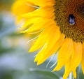 On sunflower sits bee, closeup Royalty Free Stock Photo