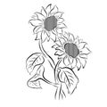 Sunflower sketches lines isolated on white background.