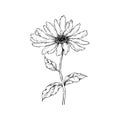 Sunflower sketches vector design illustration