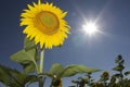 Sunflower in Sky