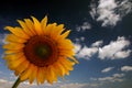 Sunflower and sky Royalty Free Stock Photo