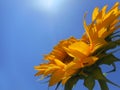 Sunflower in the Sky 1