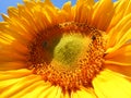 Sunflower in the Sky 2