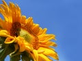 Sunflower in the Sky 3