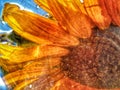 Sunflower sky bright summer Royalty Free Stock Photo