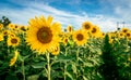 Sunflower with sky Royalty Free Stock Photo