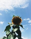 Sunflower sky Royalty Free Stock Photo