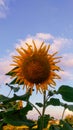 sunflower sky flowers nature fields Royalty Free Stock Photo