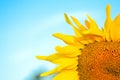 Sunflower and sky Royalty Free Stock Photo