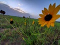 Sunflower,  sky view open field Royalty Free Stock Photo