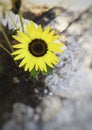 Sunflower small flower on blur background