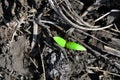 Sunflower small plant growing in black earth, organic farming, close up first leaves