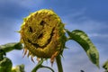 Sunflower smile