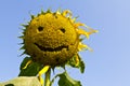 Sunflower smile.