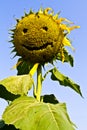 Sunflower smile.