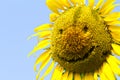 Sunflower smile.