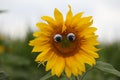 Sunflower / Smile