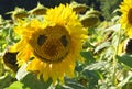 Sunflower-smiley