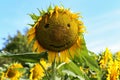 Sunflower with a smiley face in the field