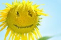 Sunflower with smiley face over blue sky