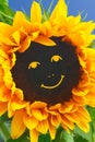 Sunflower smiley face smile funny Royalty Free Stock Photo