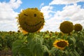 Sunflower Smiley Face Winking Royalty Free Stock Photo