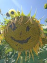 Sunflower face