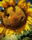 Sunflower smiling