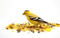 Sunflower Snacking on White Background