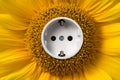 Sunflower with socket - closeup