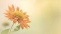 Sunflower in soft color and blur style for background - Vintage Filter Royalty Free Stock Photo