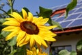 Sunflower with solar background Royalty Free Stock Photo