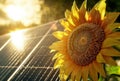 A Sunflower and Solar Panel in Bright Sunlight, generative ai Royalty Free Stock Photo